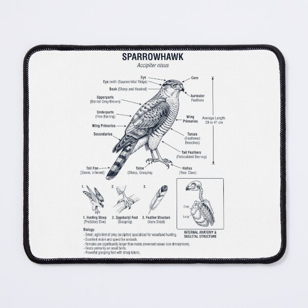 Item preview, Sparrowhawk Scientific Anatomy Ornithology Bird Birding Lover designed and sold by dian-rody-crest.