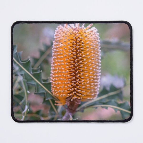 Item preview, Ashby's Orange Banksia Photography – Fine Art Canvas Print designed and sold by MinzMarchStudio.