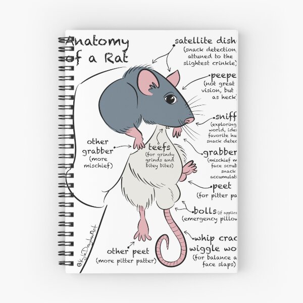 Item preview, Anatomy of a Rat designed and sold by kyledraytonart.