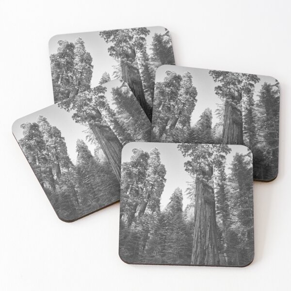 Item preview, California Redwoods, Giant Sequoia tree and forest landscape fine art black and white photograph designed and sold by Astrid Arkhangelsky.