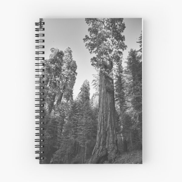 Item preview, California Redwoods, Giant Sequoia tree and forest landscape fine art black and white photograph designed and sold by Astrid Arkhangelsky.