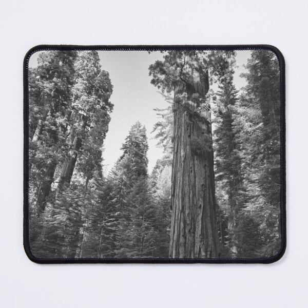 Item preview, California Redwoods, Giant Sequoia tree and forest landscape fine art black and white photograph designed and sold by Astrid Arkhangelsky.