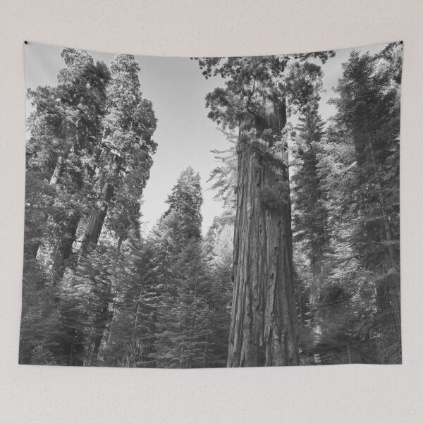 Item preview, California Redwoods, Giant Sequoia tree and forest landscape fine art black and white photograph designed and sold by Astrid Arkhangelsky.