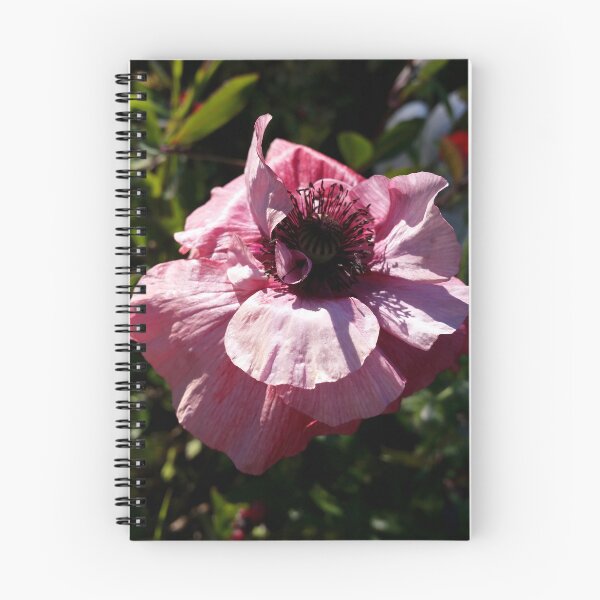 Item preview, Pink Flower in Sunlight designed and sold by CalmnessbyChoice.
