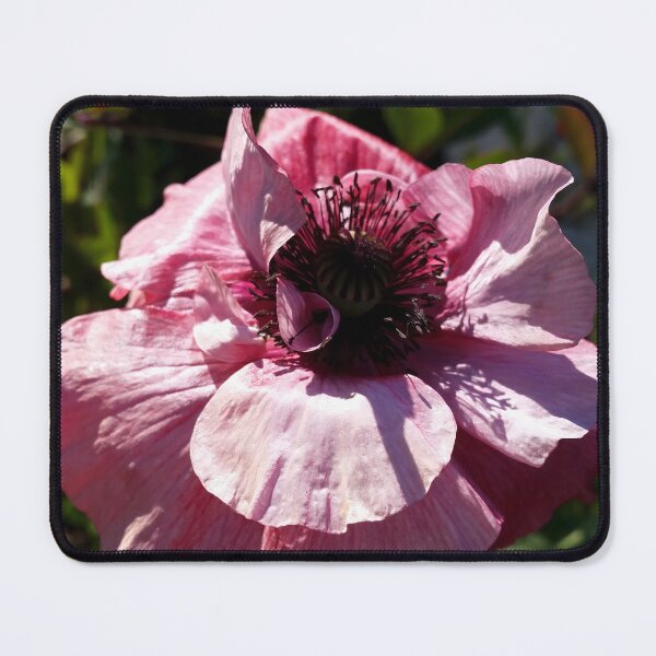 Item preview, Pink Flower in Sunlight designed and sold by CalmnessbyChoice.