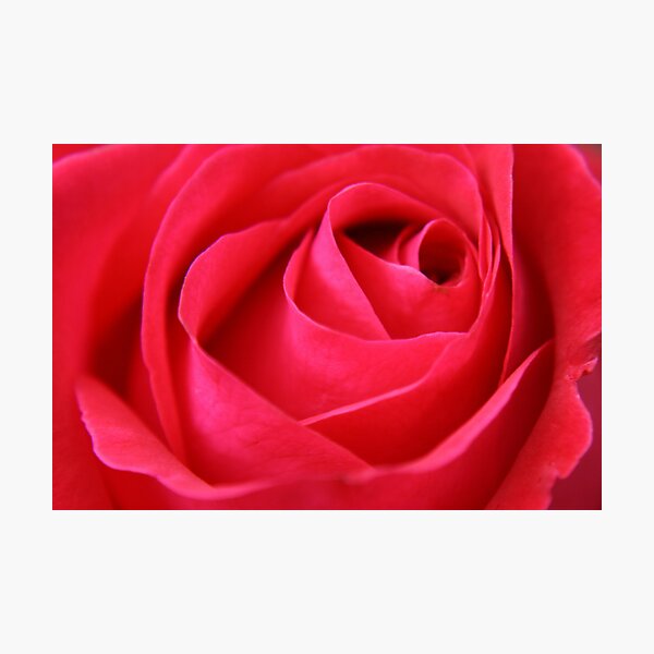 Red Rose Photographic Print
