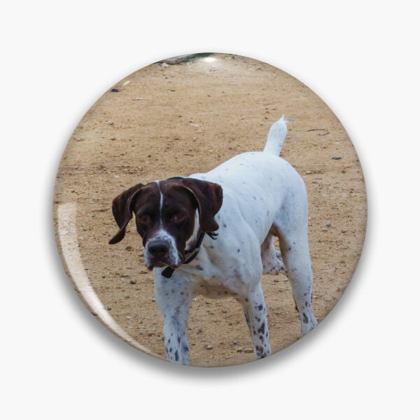 Item preview, White And Brown Pointer Dog Poised And Alert In Rocky Green Field During Hunt designed and sold by Nmallia.