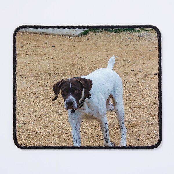 Item preview, White And Brown Pointer Dog Poised And Alert In Rocky Green Field During Hunt designed and sold by Nmallia.