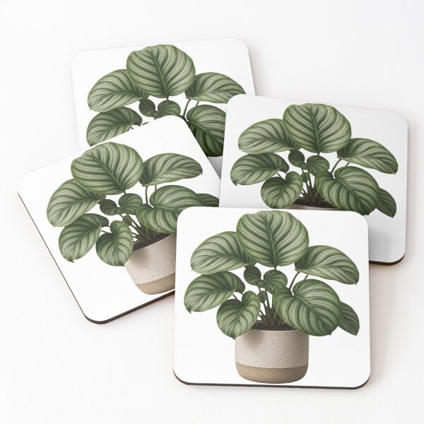 Item preview, Calathea Orbifolia in Ceramic Pot designed and sold by MySthore.