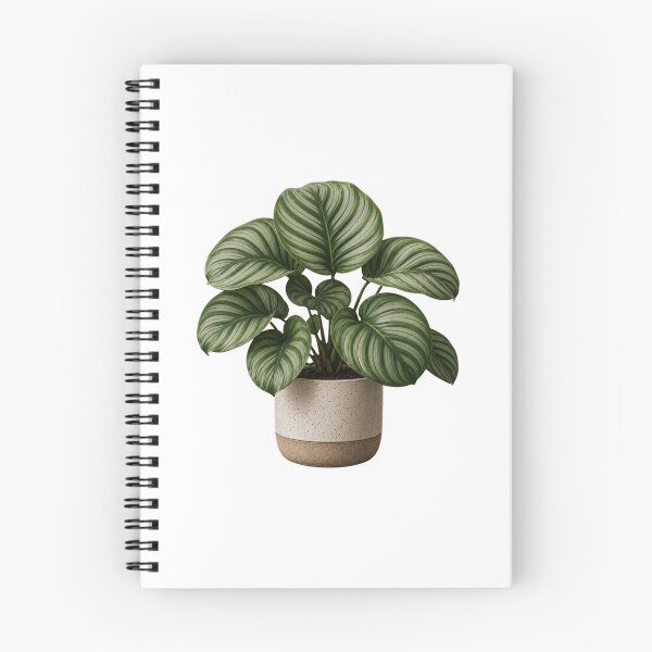 Item preview, Calathea Orbifolia in Ceramic Pot designed and sold by MySthore.