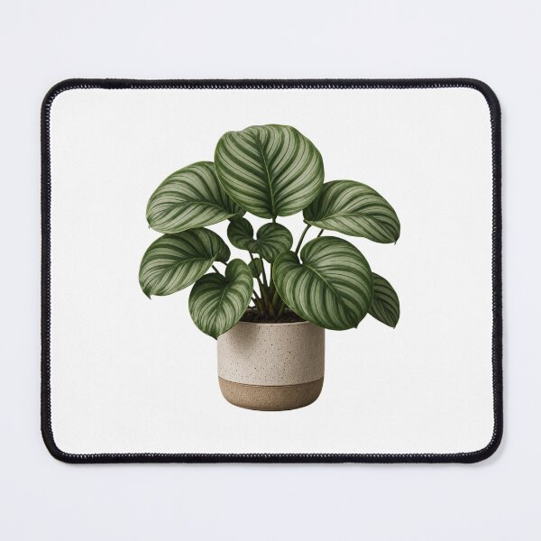 Item preview, Calathea Orbifolia in Ceramic Pot designed and sold by MySthore.