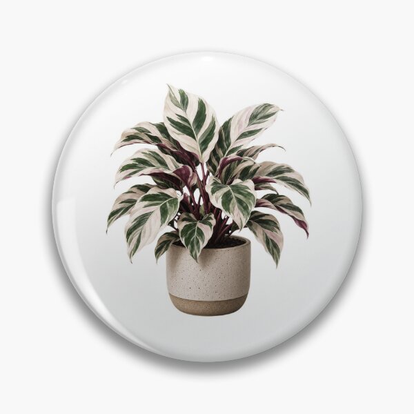 Item preview, Calathea White Fusion in Ceramic Pot designed and sold by MySthore.