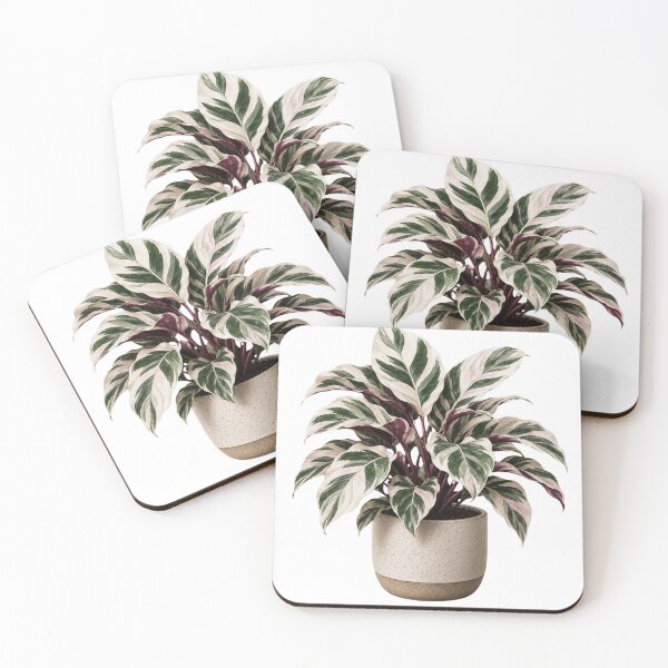 Item preview, Calathea White Fusion in Ceramic Pot designed and sold by MySthore.