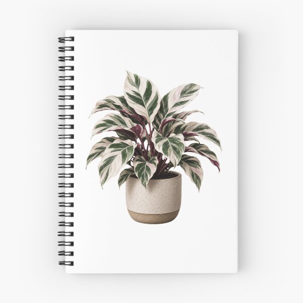 Item preview, Calathea White Fusion in Ceramic Pot designed and sold by MySthore.