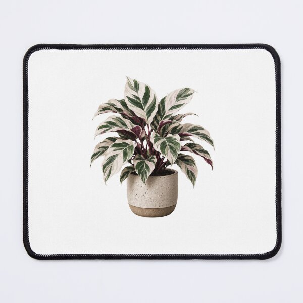 Item preview, Calathea White Fusion in Ceramic Pot designed and sold by MySthore.