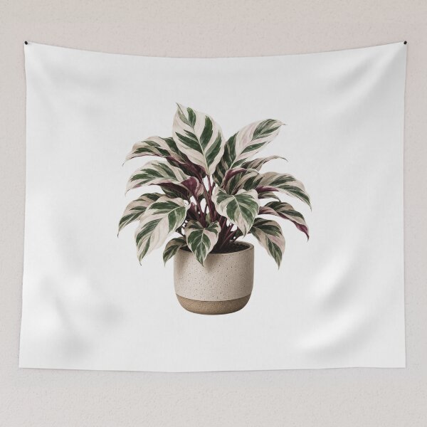 Item preview, Calathea White Fusion in Ceramic Pot designed and sold by MySthore.