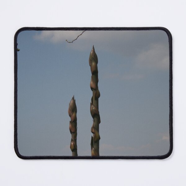 Item preview, Rising Agave Stalks Against Blue Sky - Minimalist Botanical Photography designed and sold by Kromatik.