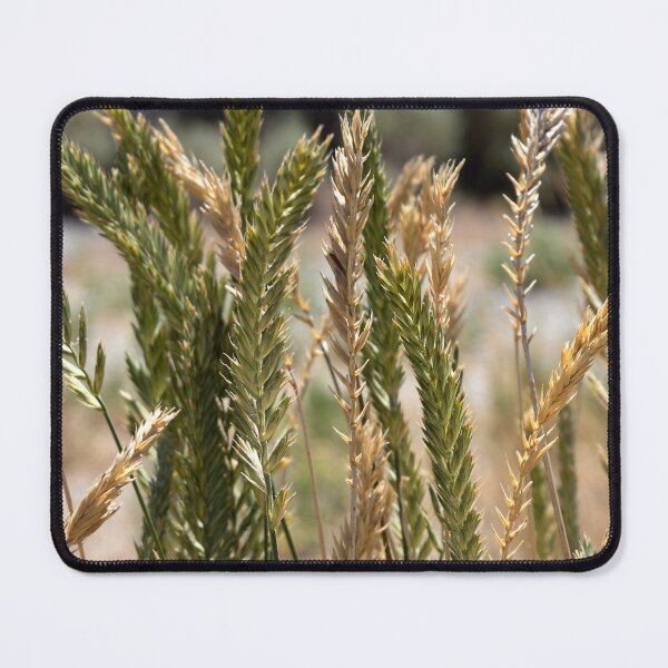 Item preview, A stand of Crested Wheatgrass in the afternoon sun designed and sold by lisavonbiela.