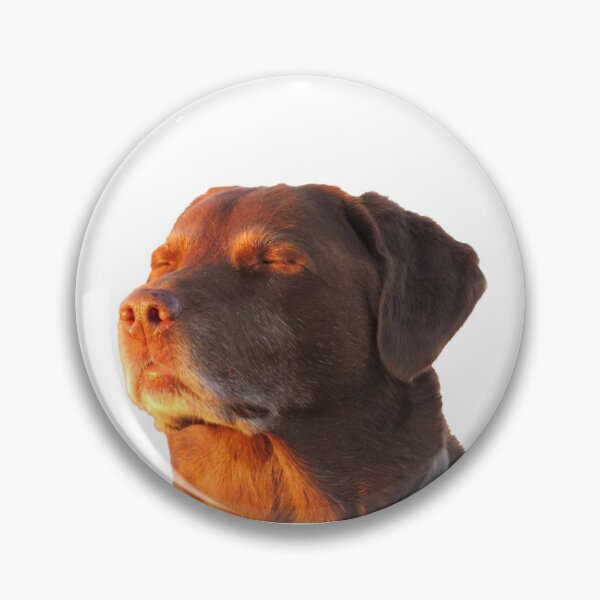 Item preview, Dog Accepting Fate Transparent Image PNG Tiktok Funny Viral Instagram Reaction Meme Sticker designed and sold by Doolman.