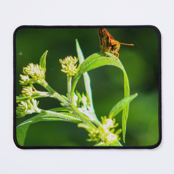 Item preview, Moth on Leaf designed and sold by Birds & Beans Photography.