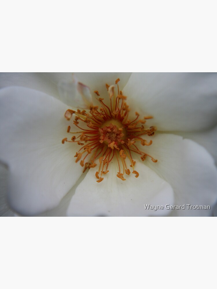 Heart of the White Rose by redmoondragon