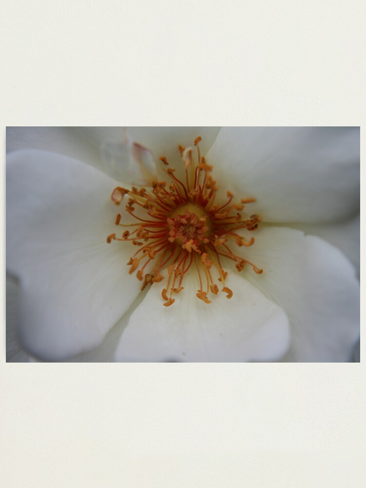 Alternate view of Heart of the White Rose Photographic Print