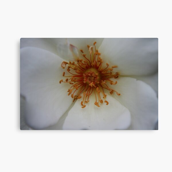 Heart of the White Rose Canvas Print