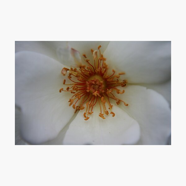 Heart of the White Rose Photographic Print