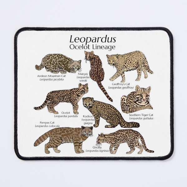 Item preview, Leopardus with Scientific Names designed and sold by GraceT26.