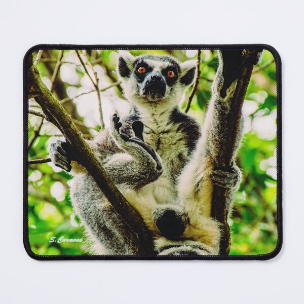 Item preview, Ring Tailed Lemur Funny Pose Wildlife Nature Photography designed and sold by AuraInkSC.
