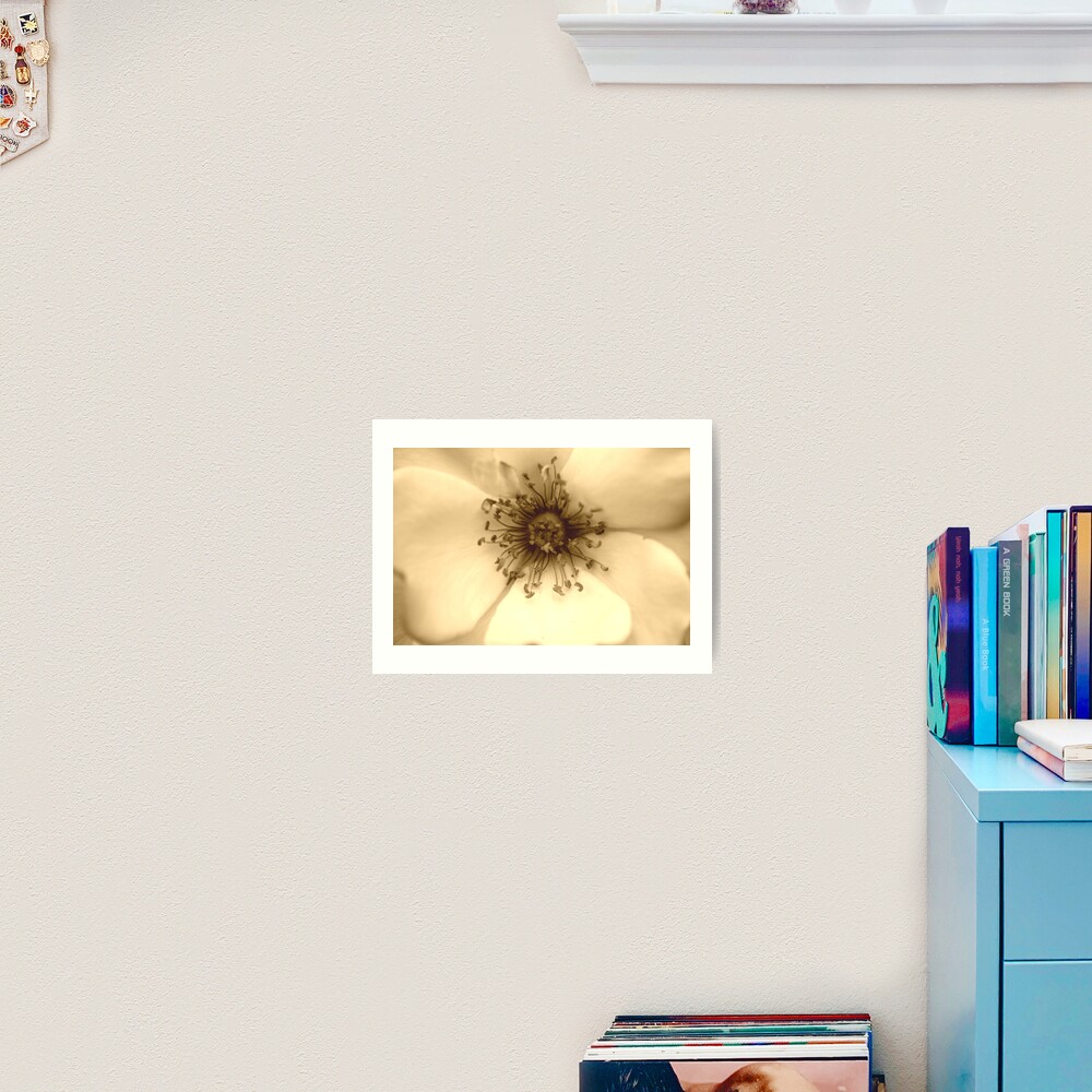 Heart of the White Rose in Sepia Art Print