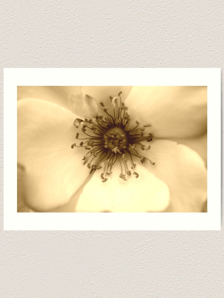 Alternate view of Heart of the White Rose in Sepia Art Print