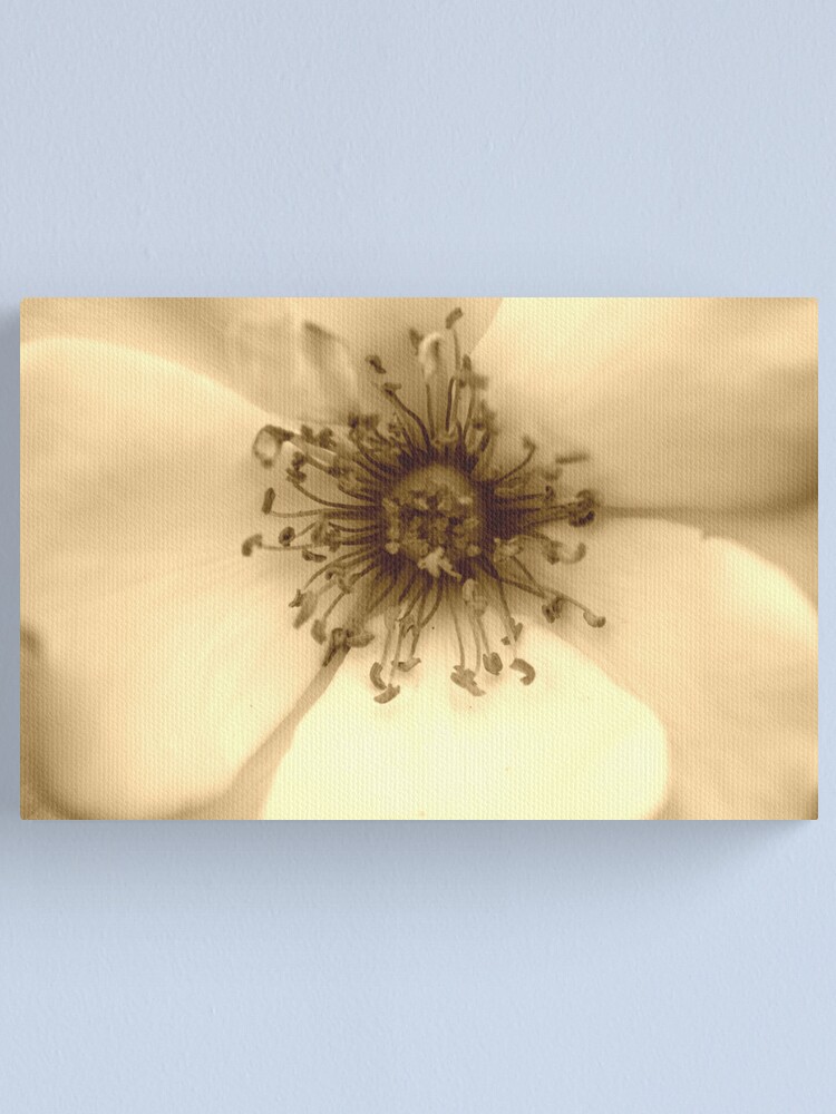 Alternate view of Heart of the White Rose in Sepia Canvas Print