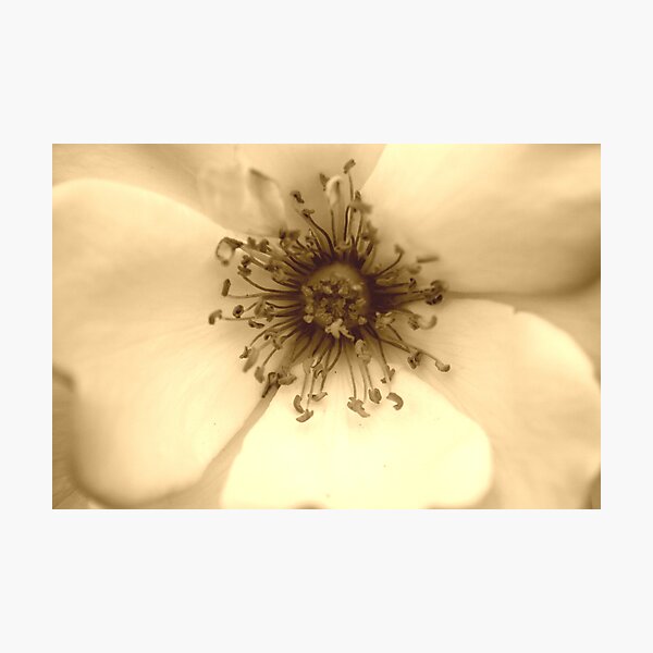 Heart of the White Rose in Sepia Photographic Print