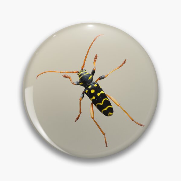 Item preview, Oak longhorn beetle designed and sold by Anke  Haisch.
