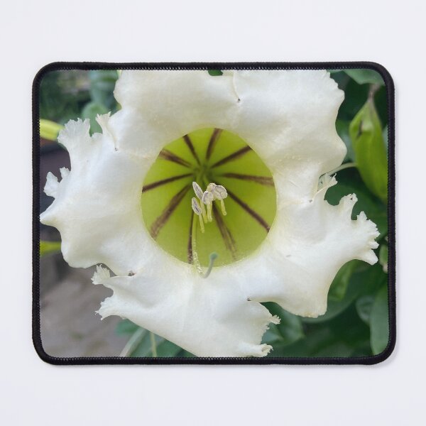 Item preview, White Plumeria designed and sold by DewaAsta.