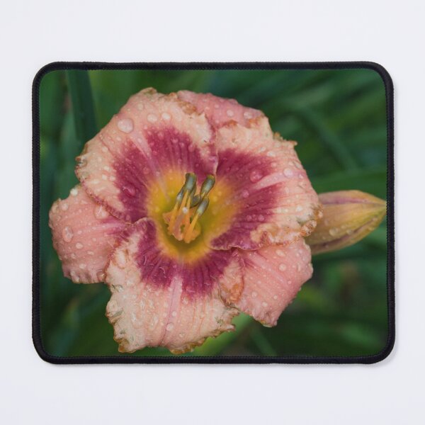 Item preview, Vibrant Orangey Pink Daylily Bloom with Raindrops designed and sold by Georgia Mizuleva.