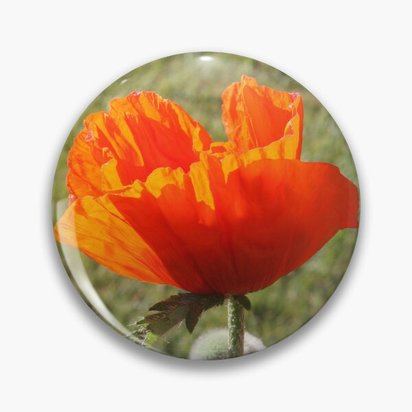 Item preview, Vibrant Orange Poppy Flowers in Summer Garden  designed and sold by alcame-photo.
