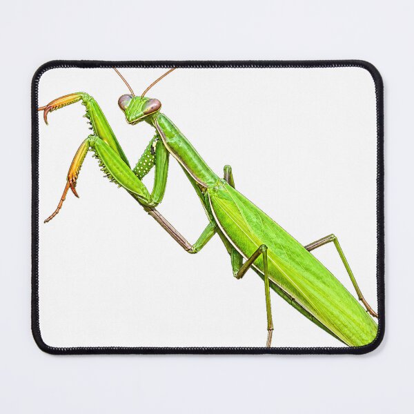 Item preview, Praying Mantis Life designed and sold by Malwasneues.