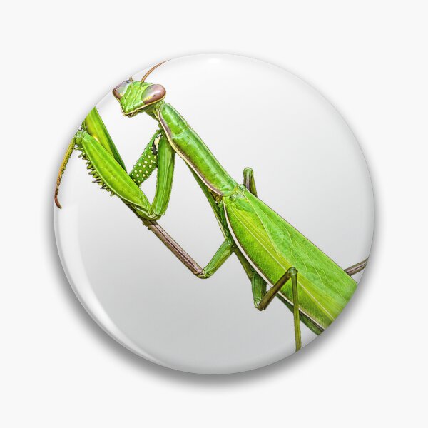 Item preview, Praying Mantis Life designed and sold by Malwasneues.