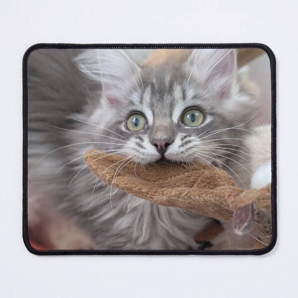 Item preview, Maine coon kitten designed and sold by Fluffycat2020.