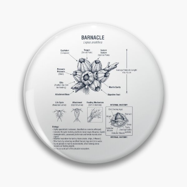Item preview, Barnacle Scientific Anatomy Biology Animal Lover designed and sold by dian-rody-crest.