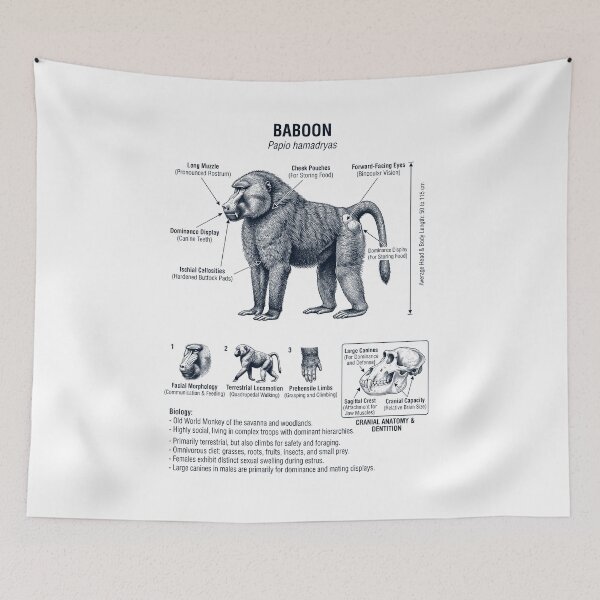 Item preview, Baboon Scientific Anatomy Biology Animal Lover designed and sold by dian-rody-crest.