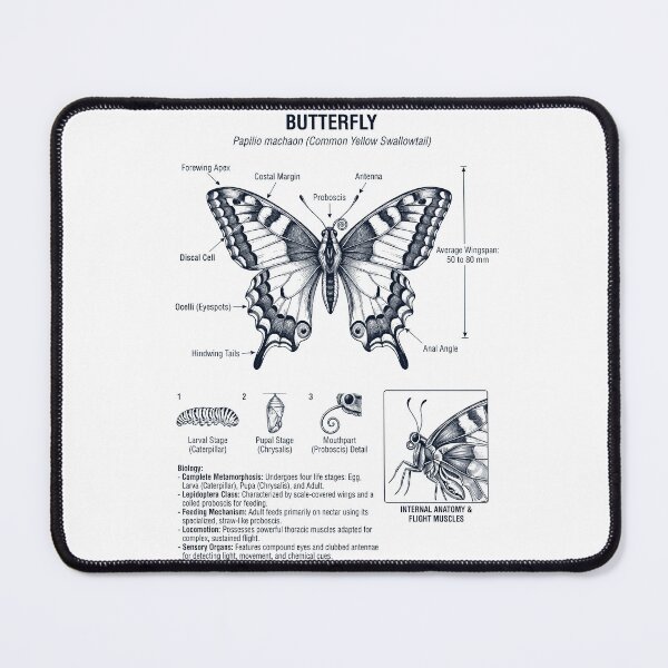 Item preview, Butterfly Scientific Anatomy Biology Animal Lover designed and sold by dian-rody-crest.