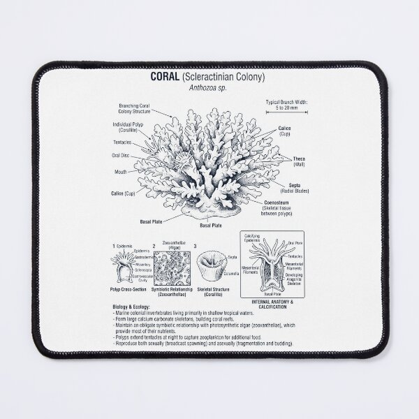 Item preview, Coral Scientific Anatomy Biology Animal Lover designed and sold by dian-rody-crest.