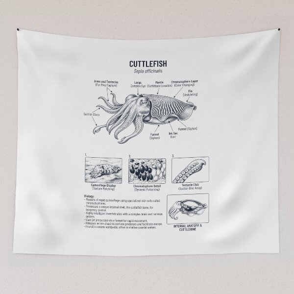 Item preview, Cuttlefish Scientific Anatomy Biology Animal Lover designed and sold by dian-rody-crest.