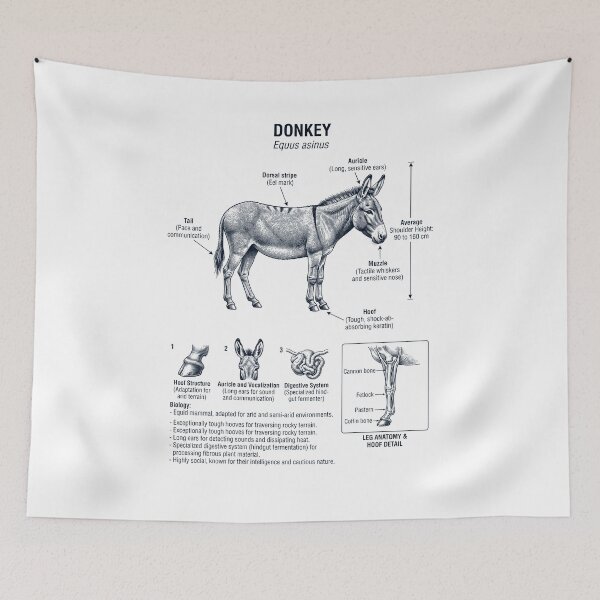 Item preview, Donkey Scientific Anatomy Biology Animal Lover designed and sold by dian-rody-crest.