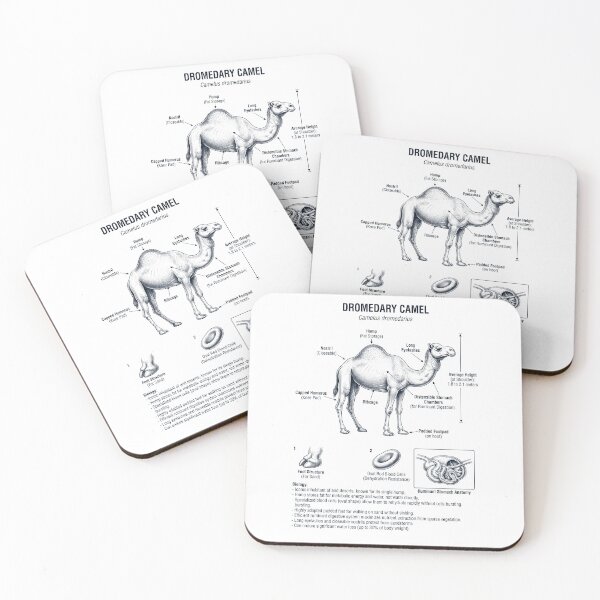Item preview, Dromedary Camel Scientific Anatomy Biology Animal Lover designed and sold by dian-rody-crest.