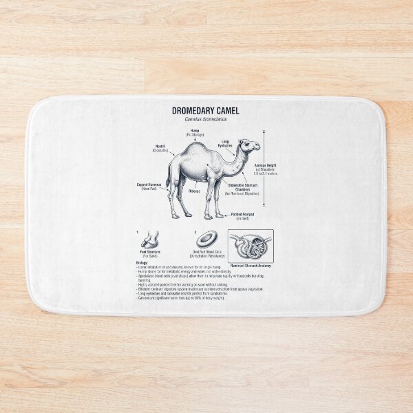 Item preview, Dromedary Camel Scientific Anatomy Biology Animal Lover designed and sold by dian-rody-crest.