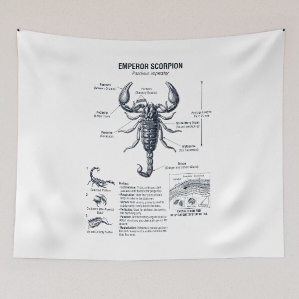 Item preview, Emperor Scorpion Scientific Anatomy Biology Animal Lover designed and sold by dian-rody-crest.